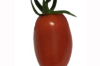 POMODORO DATTERINO