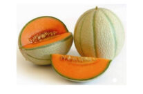 MELONE CANTALUPO